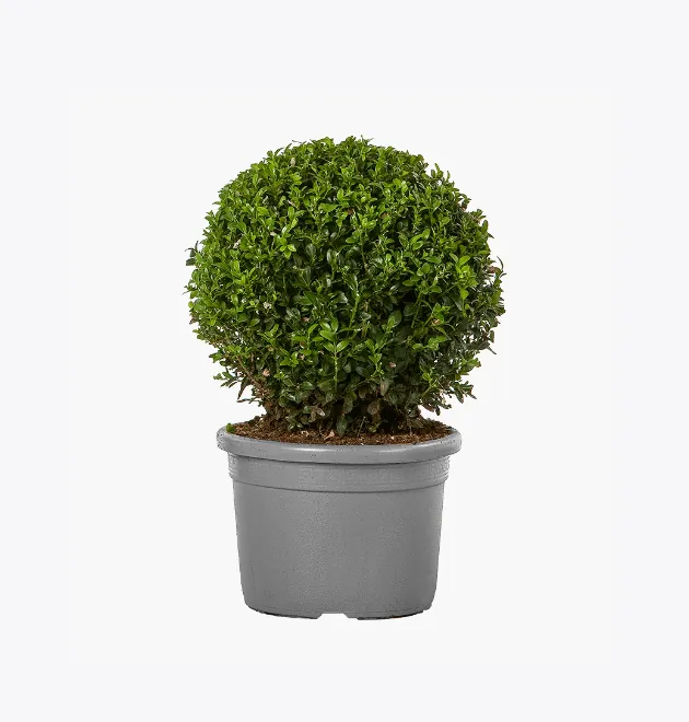 product-image-4_optimized Odio Pellentesque - 图片 4