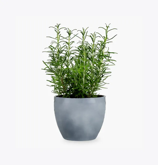 product-image-5_optimized Odio Pellentesque - 图片 3