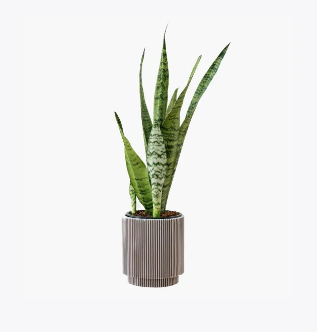 product-image-6_optimized Odio Pellentesque - 图片 2